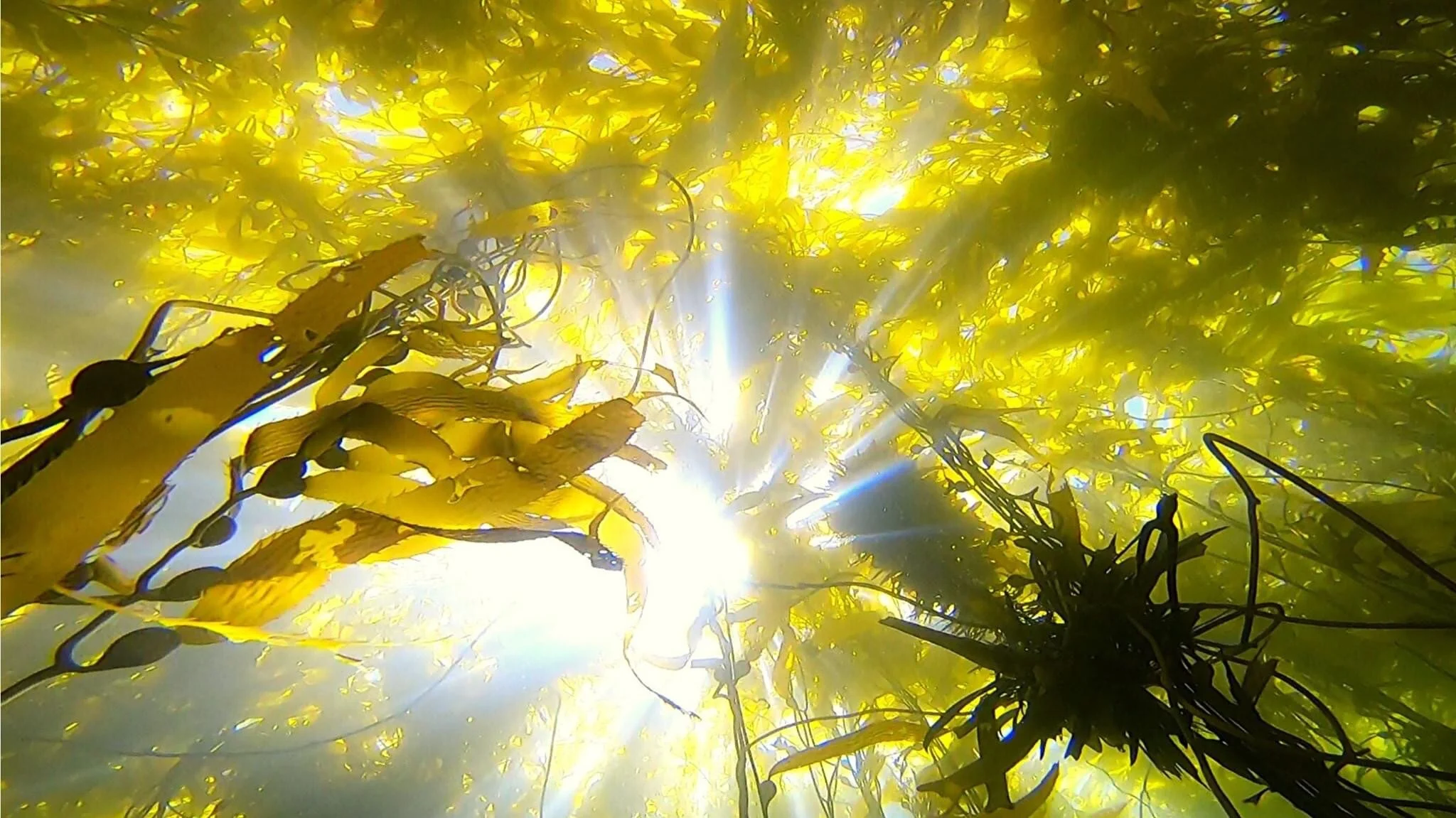 60 Years After the Ship Wreck Let's take an Underwater Tour - SS Dominator Wreckage Adventure Part 2 By Tour Guide Andre Navarro of Ocean Earth Green