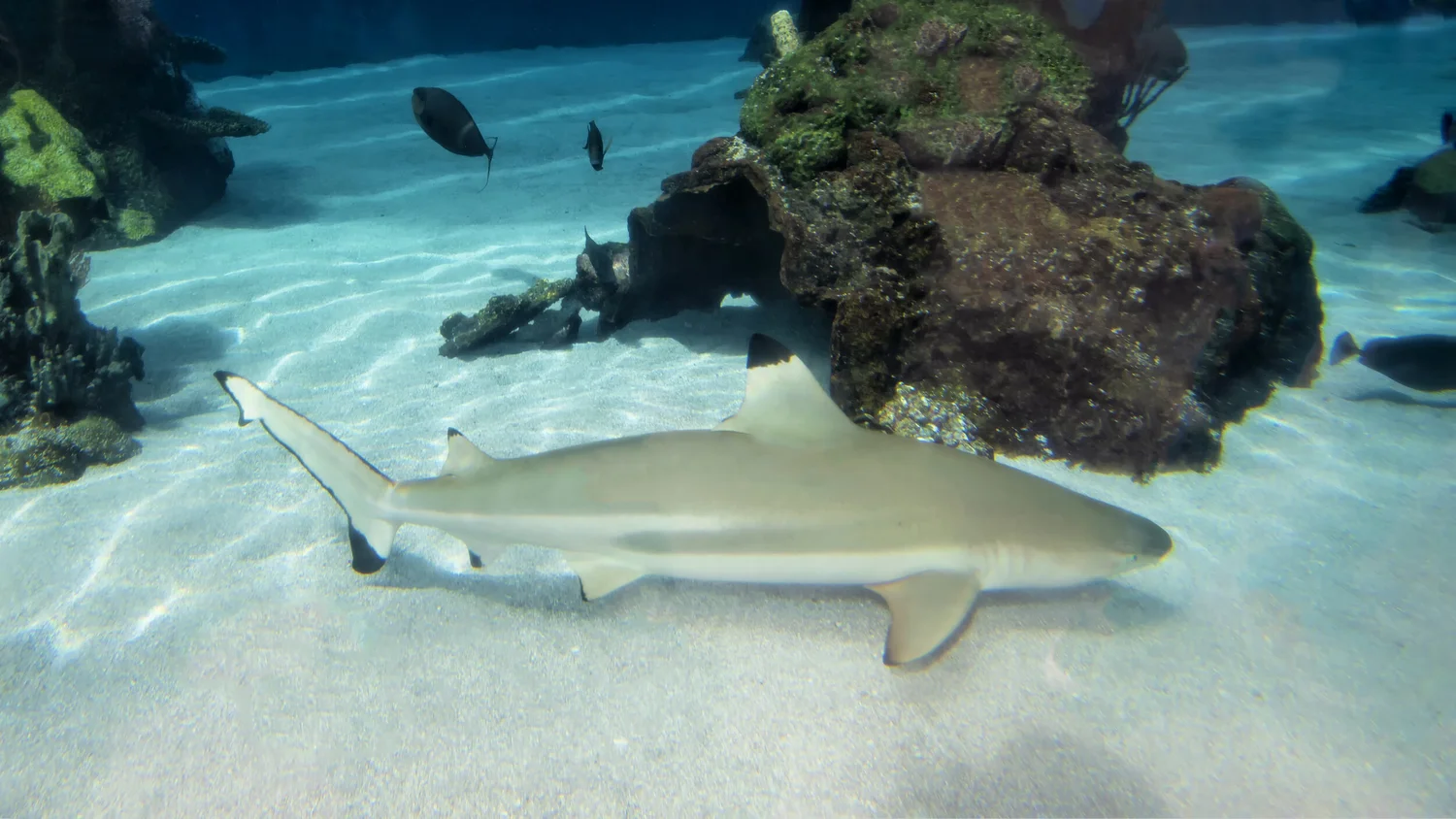 Fish Gotta Swim, Sea Lions Gotta Eat By Photographer and Contributor