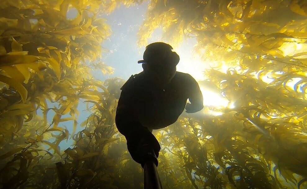 Kelp Dive.JPG