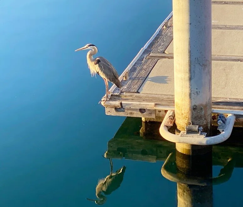 Wild Birds & Beasts of the Peninsula By Adventurer & Photographer Diane Gowder — Palos Verdes Pulse