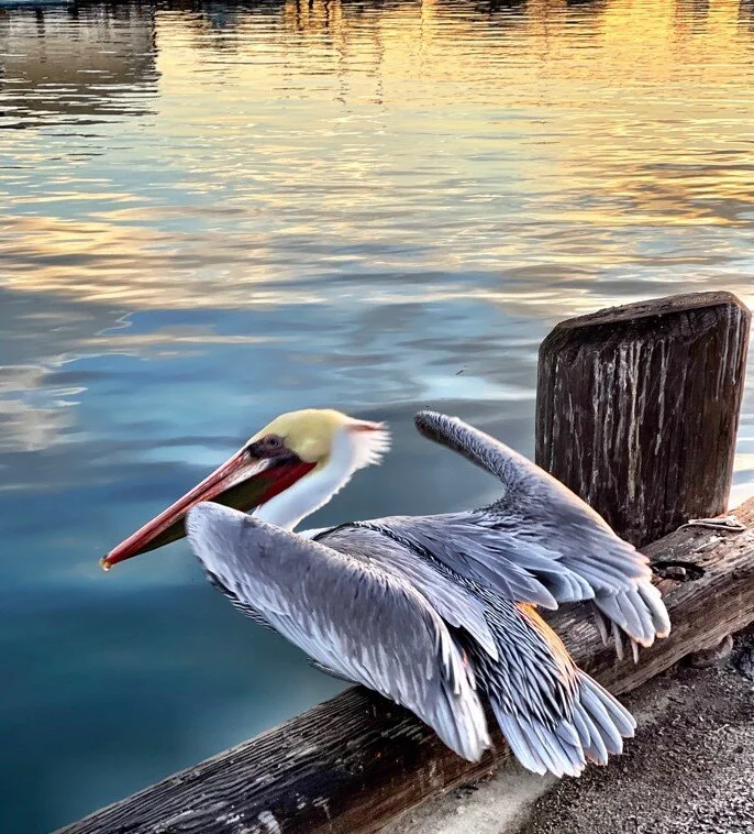 Wild Birds & Beasts of the Peninsula By Adventurer & Photographer Diane Gowder — Palos Verdes Pulse