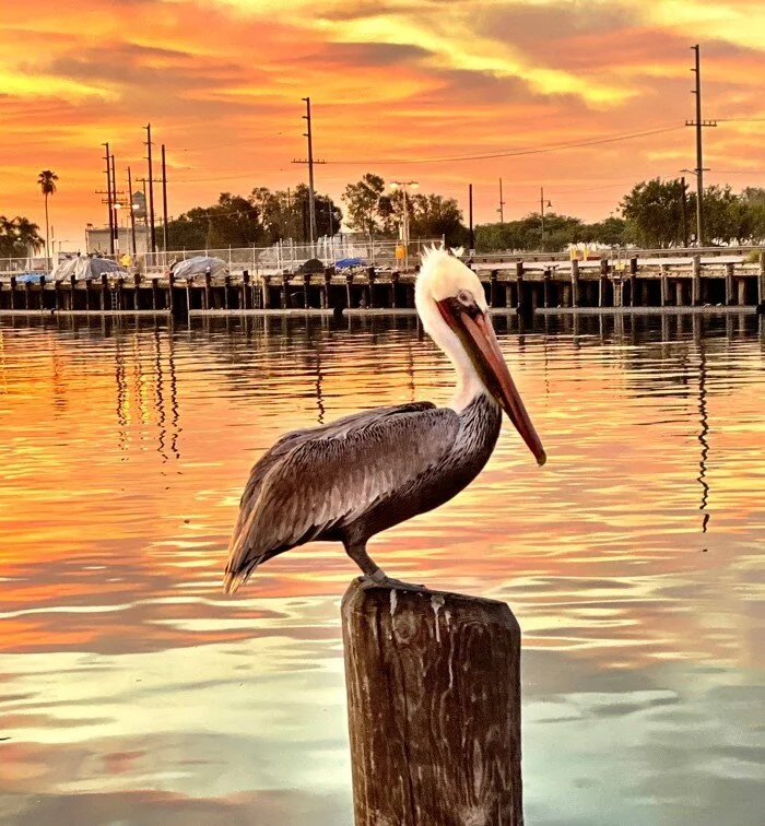 Wild Birds & Beasts of the Peninsula By Adventurer & Photographer Diane Gowder — Palos Verdes Pulse