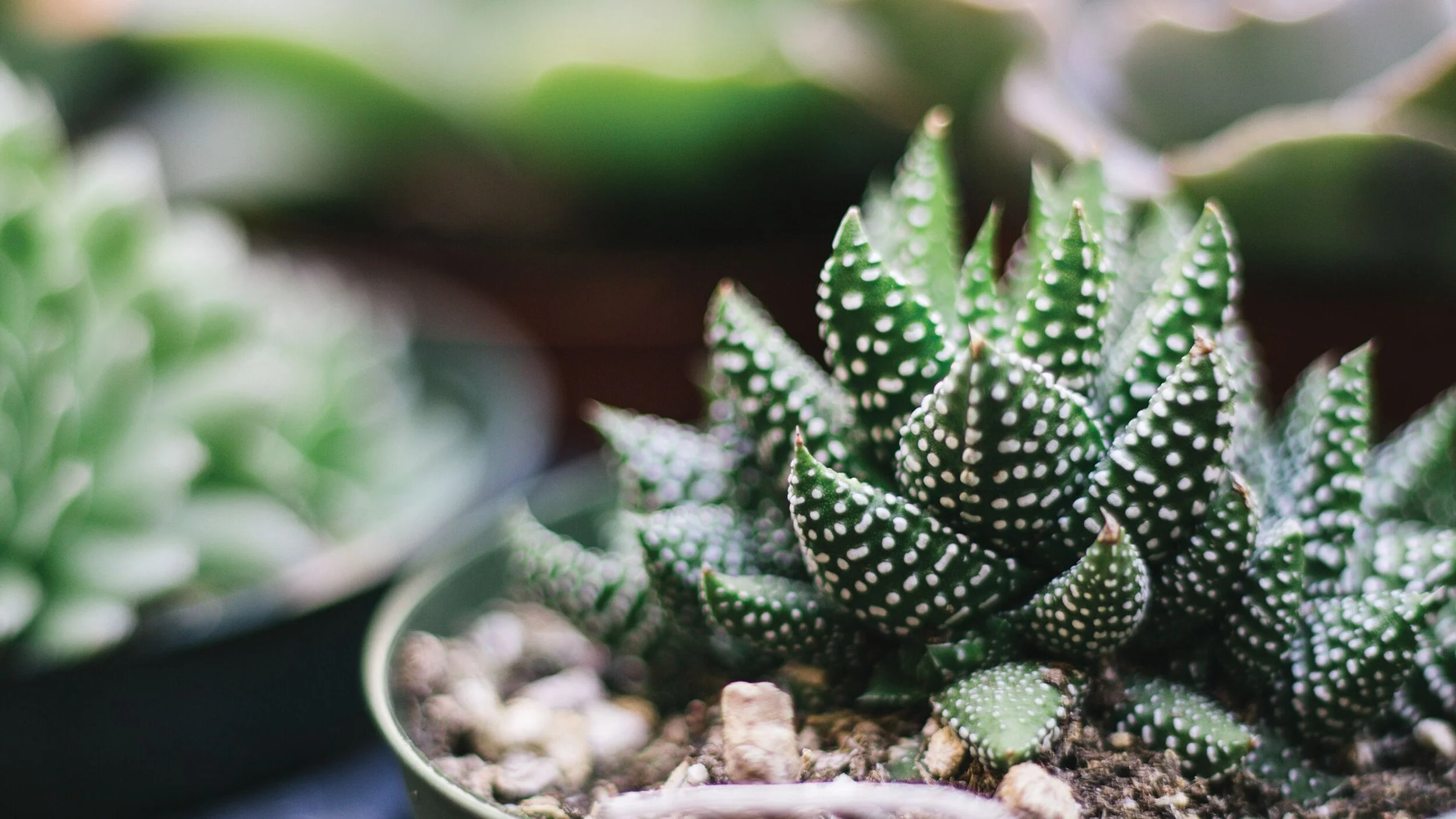 Succulent Wreath-Making from Terranea 
