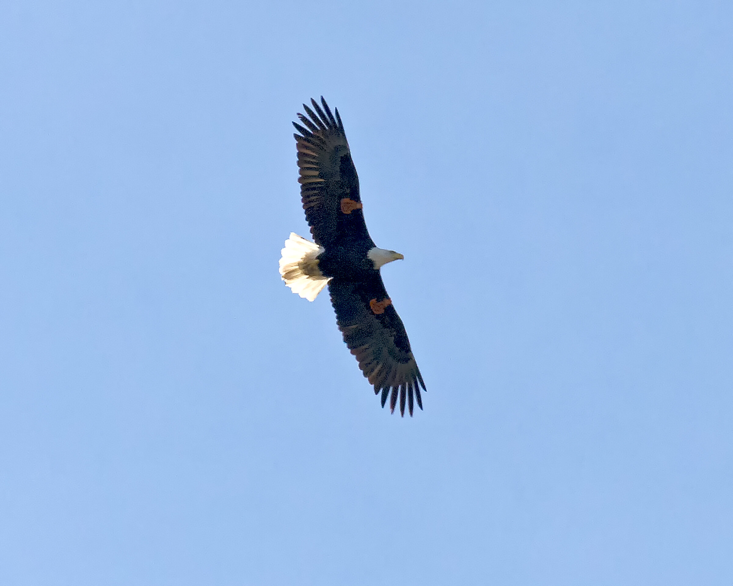 Eagle 8075 C.jpg