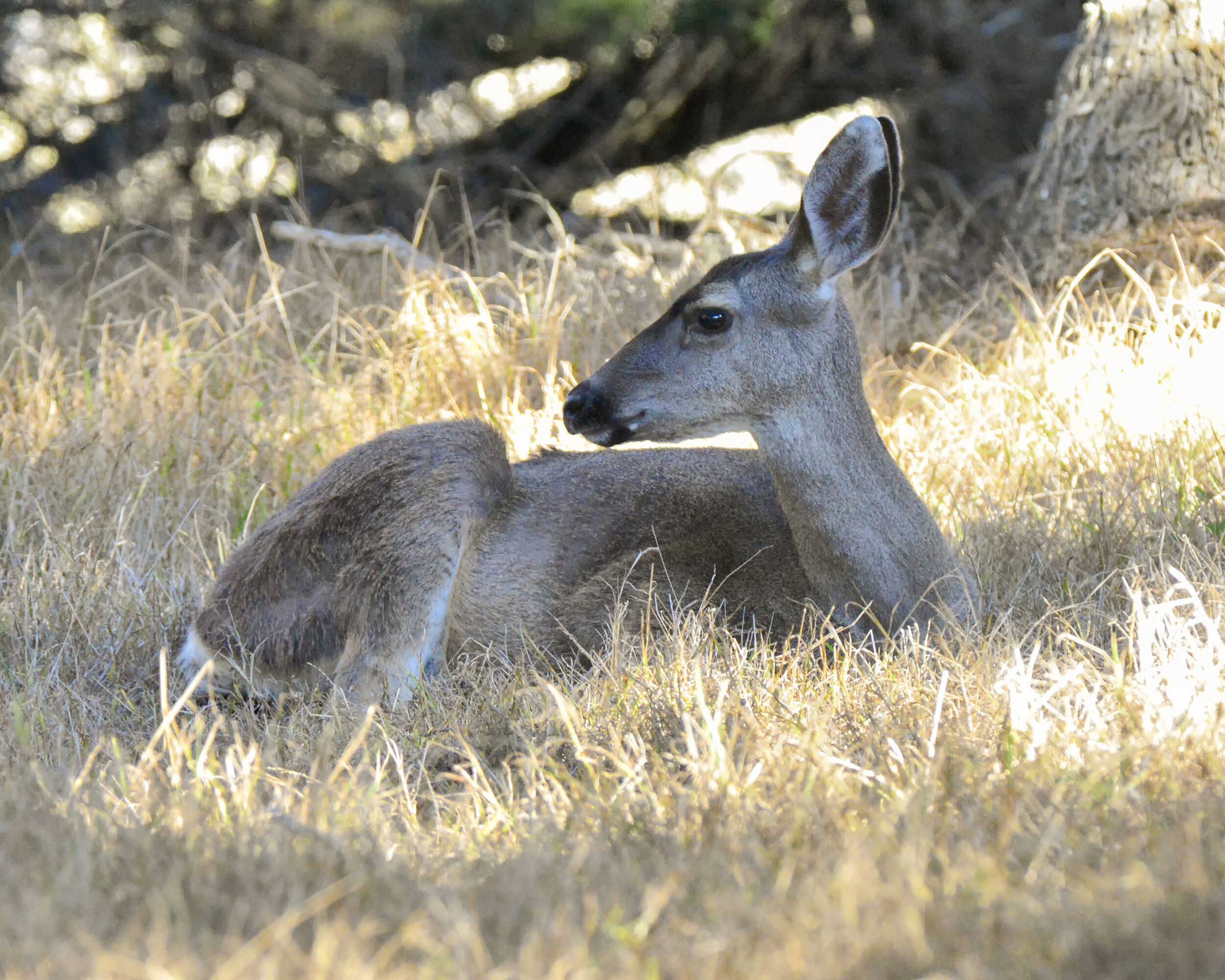 Deer 3107 Monterey 131227.jpg