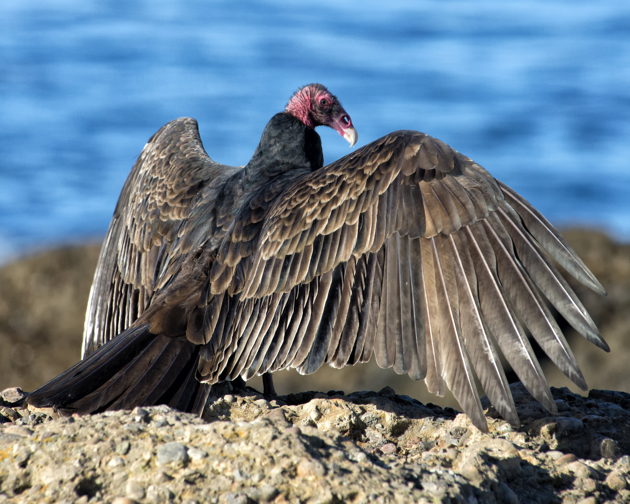 Vulture 9531 Monterey 1501.jpg