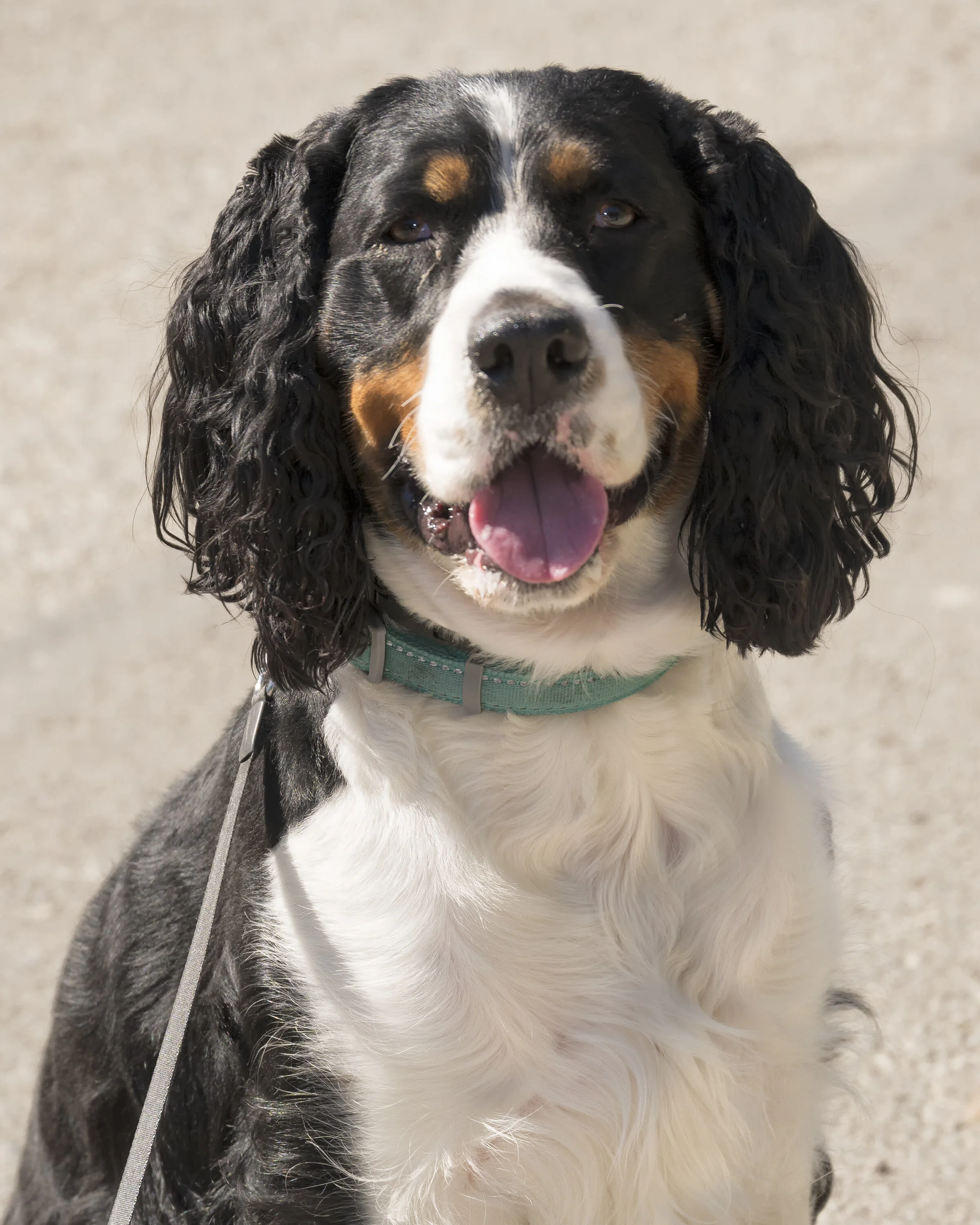 South Coast Botanic Garden Dog Walking Days By Steve Tabor