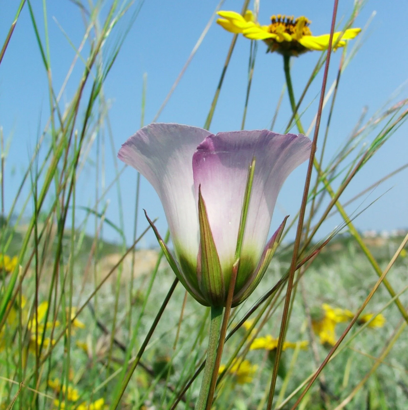 The Palos Verdes Peninsula Land Conservancy Welcomes Author Doug Tallamy  as Part of a Month of Inspiring Earth Day Activities