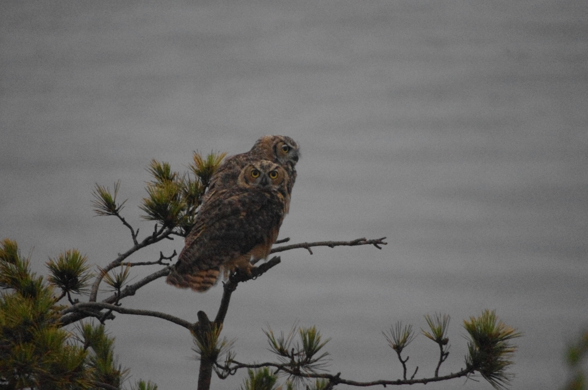 Some Facts about Great Horned Owls By Michael Batista