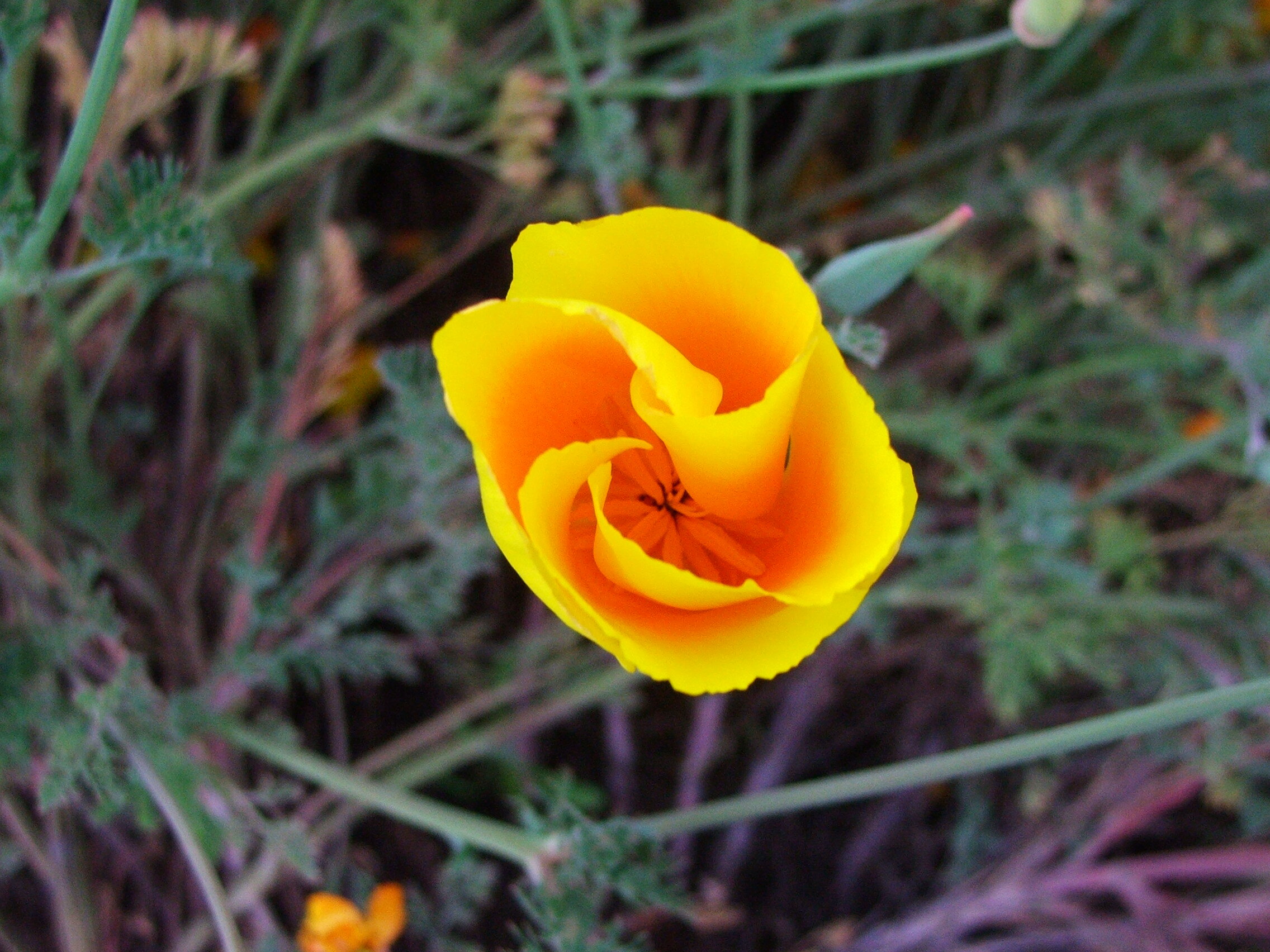 Conservation Author Doug Tallamy Joined the Palos Verdes Peninsula Land Conservancy for an Earth Day Message By Adrienne Mohan, Executive Director of the Palos Verdes Peninsula Land Conservancy