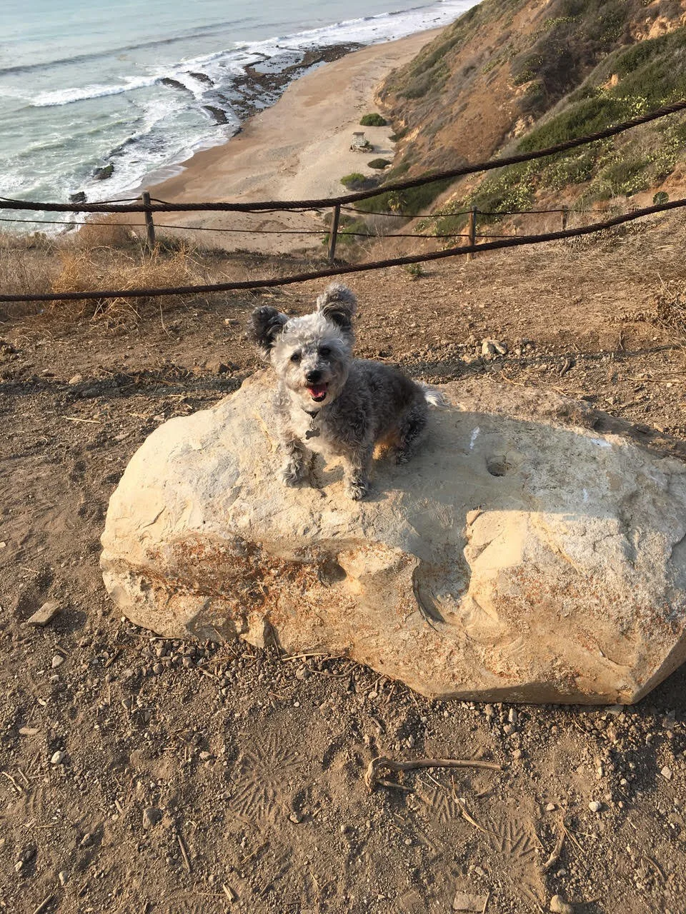 I am Uniquely Me!  See My DNA.  There is Only One Lambchop the Dog. By Deborah Paul