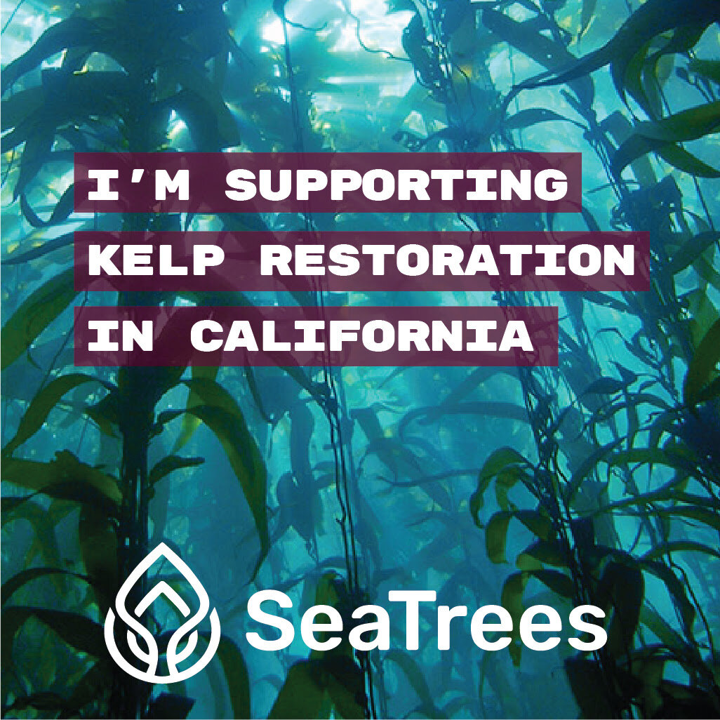 Palos Verdes Giant Kelp Forest Regeneration