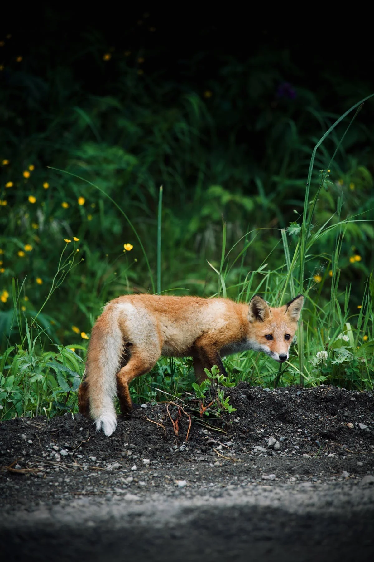 Sly as a Fox - The Symbolism of Foxes in Different Cultures and Contexts