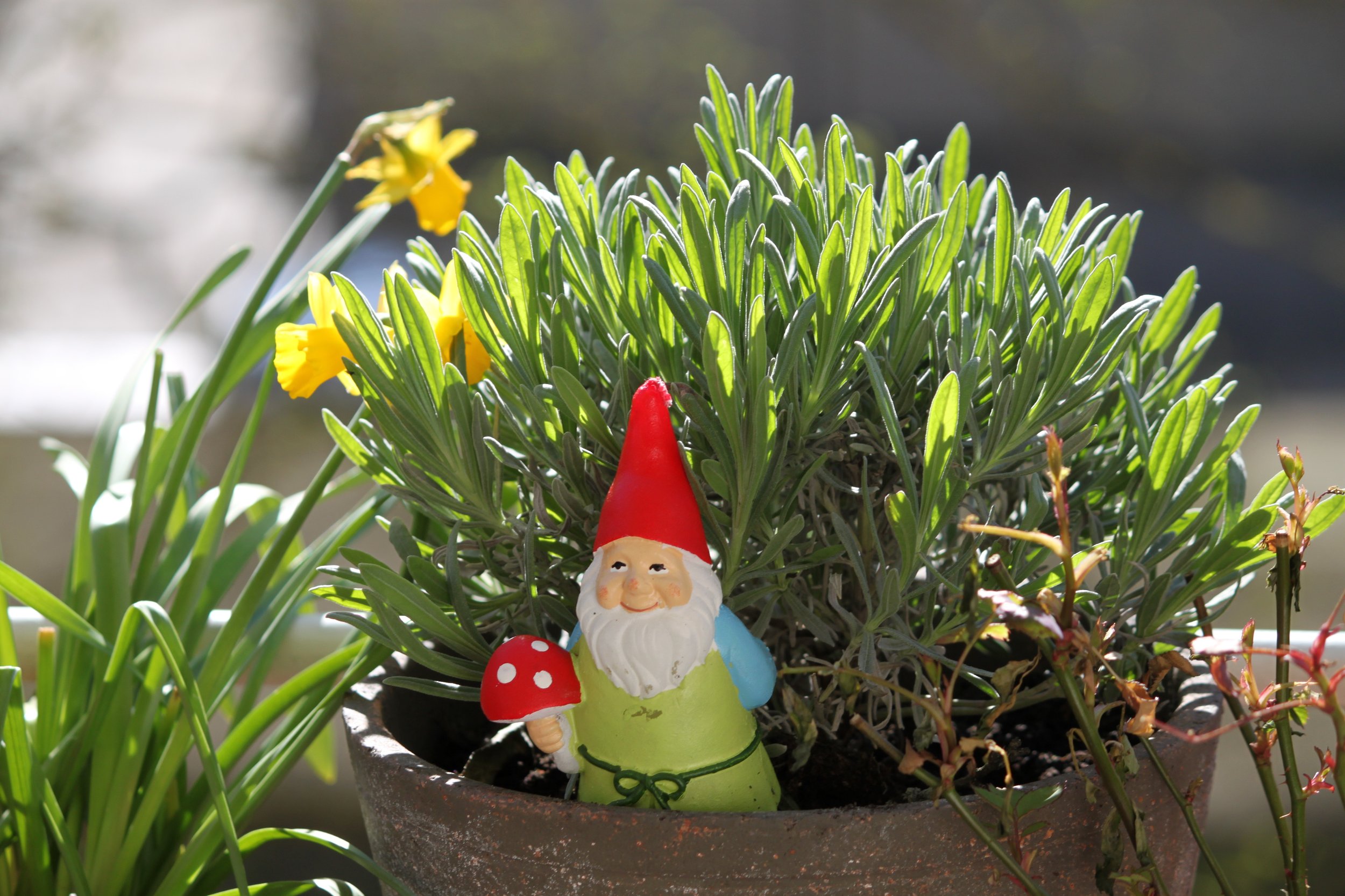 Beyond the Pointy Hat: The Hidden Meanings of Garden Gnomes