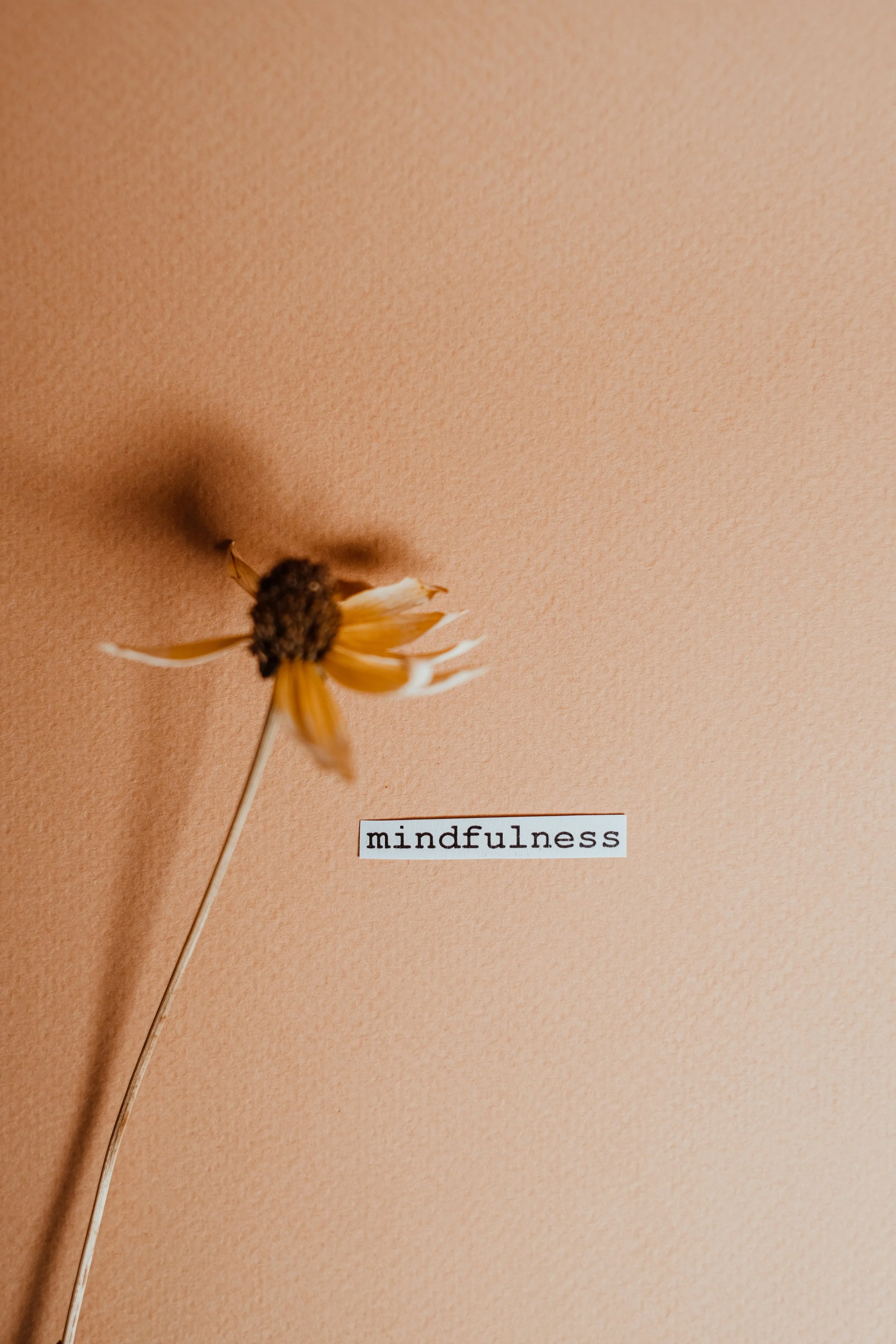 Mindful Wins By Shelley Stockwell-Nicholas, PhD - International Hypnosis Federation President, Author, Artist and More
