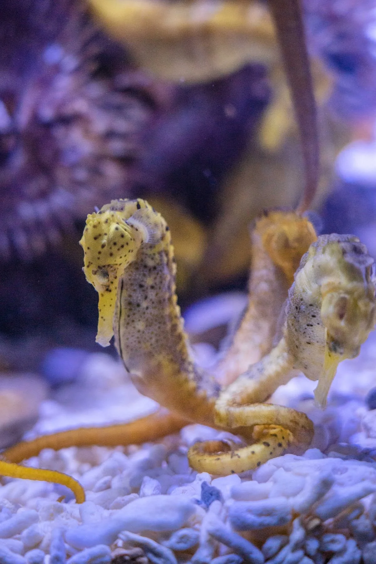 The Enchanting Marine Life of Palos Verdes: Sea Monkeys and Sea Horses