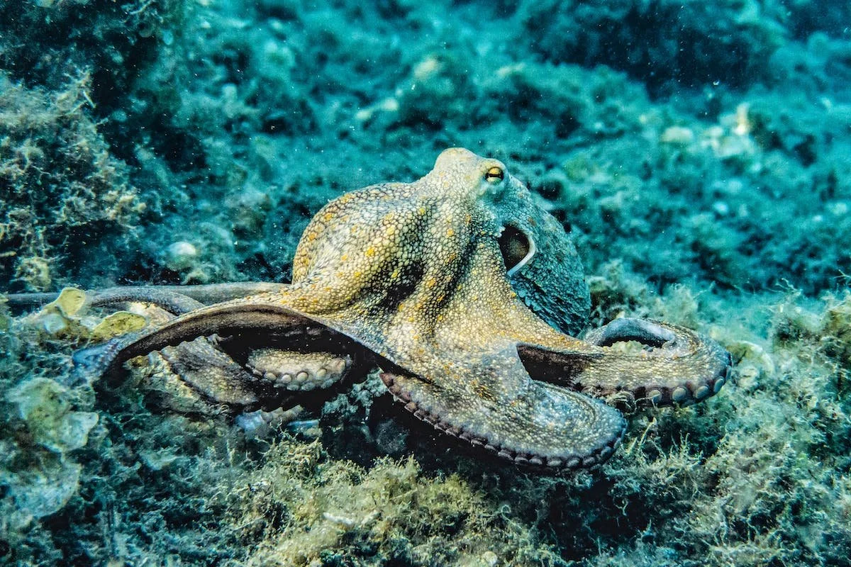 Tales of Tentacles: Uncovering the Mysteries of Octopuses