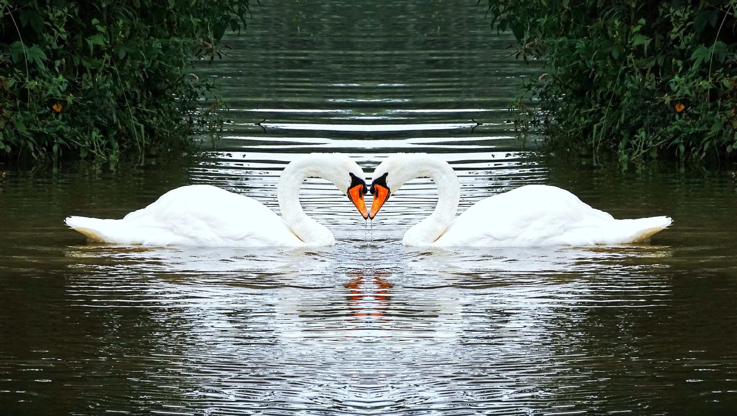 The Grace of Swans: How Their Symbolism Shaped History and Culture