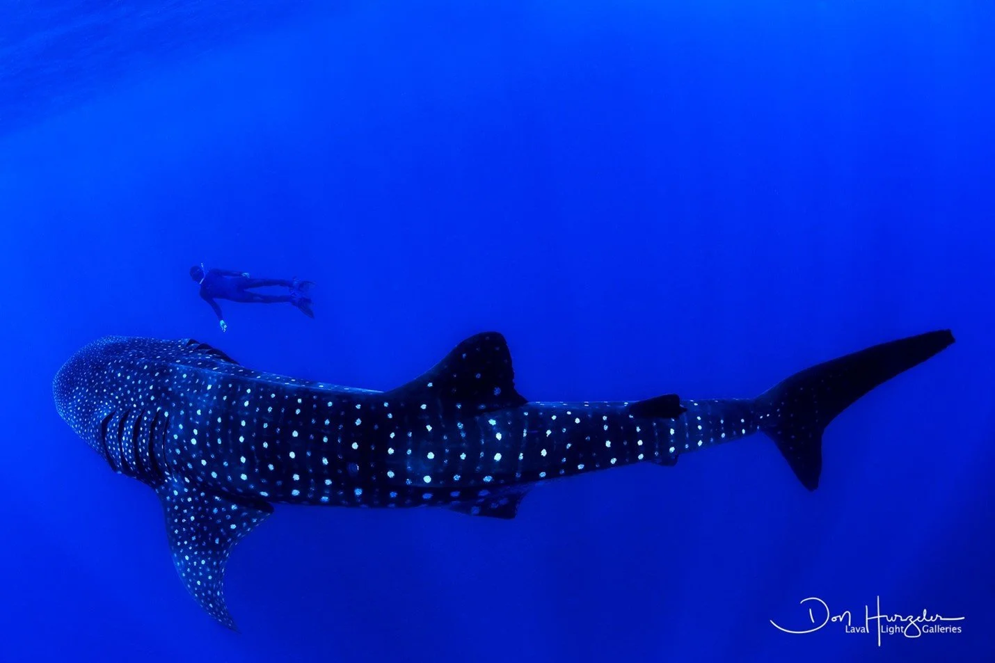 Sea Creatures of the Pacific By Photographer, Author &amp; ContributorDon Hurzeler