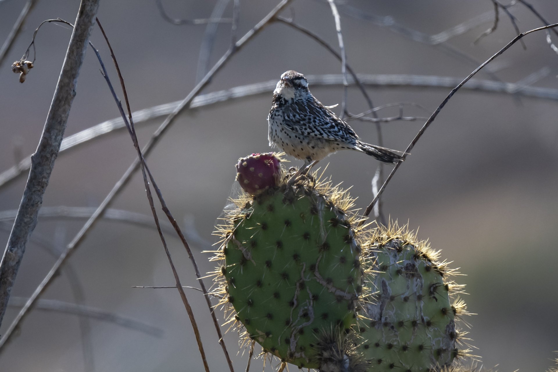 CA Wren9-1017.jpg