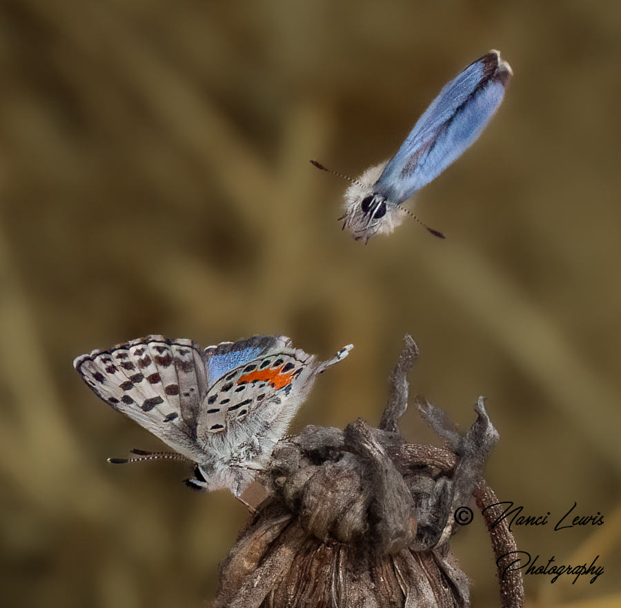 0524 Lookout below!  Blue butterfly speeding down.png