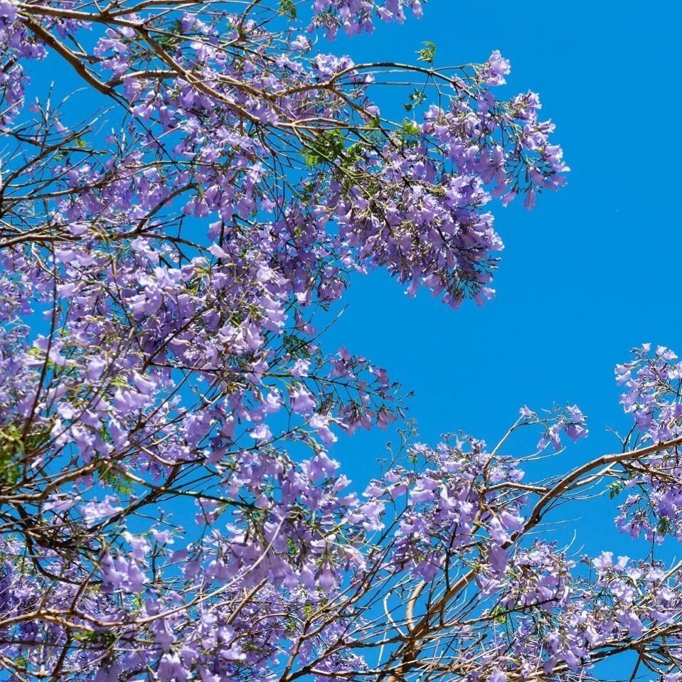 Repost from @palosverdespulse
&bull;
A Rite of Spring By Steve Tabor

Paste in browser to read: https://www.palosverdespulse.com/blog/2020/5/29/a-rite-of-spring-by-steve-tabor?rq=tabor

#losangeles #la #california #city #view #cityview #oceanview #be