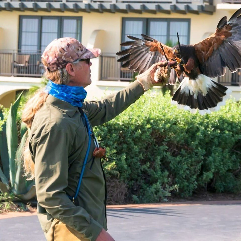 Repost from @palosverdespulse
&bull;
Bye, Bye Black Bird and Sea Gulls Too! Terranea Uses Birds of Prey to Enhance the Guests' Experience By Steve Tabor

Paste in browser to read: https://www.palosverdespulse.com/blog/2021/11/28/bye-bye-black-bird-an