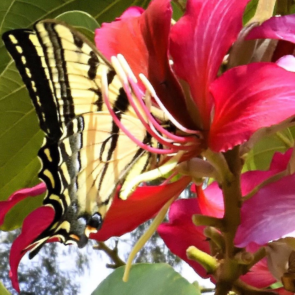 Repost from @palosverdespulse
&bull;
The Joy of Spring - A Time for Change and New Beginnings By Simie Seaman

Paste in browser to read: https://www.palosverdespulse.com/blog/2021/3/10/the-joy-of-spring-a-time-for-change-and-new-beginnings-by-simie-s