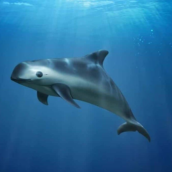 On This Wildlife Wednesday We Want to Create Awareness for the Adorable Vaquita Porpoises. A Friend in Need is a Friend Indeed. 

https://www.palosverdespulse.com/blog/vaquita