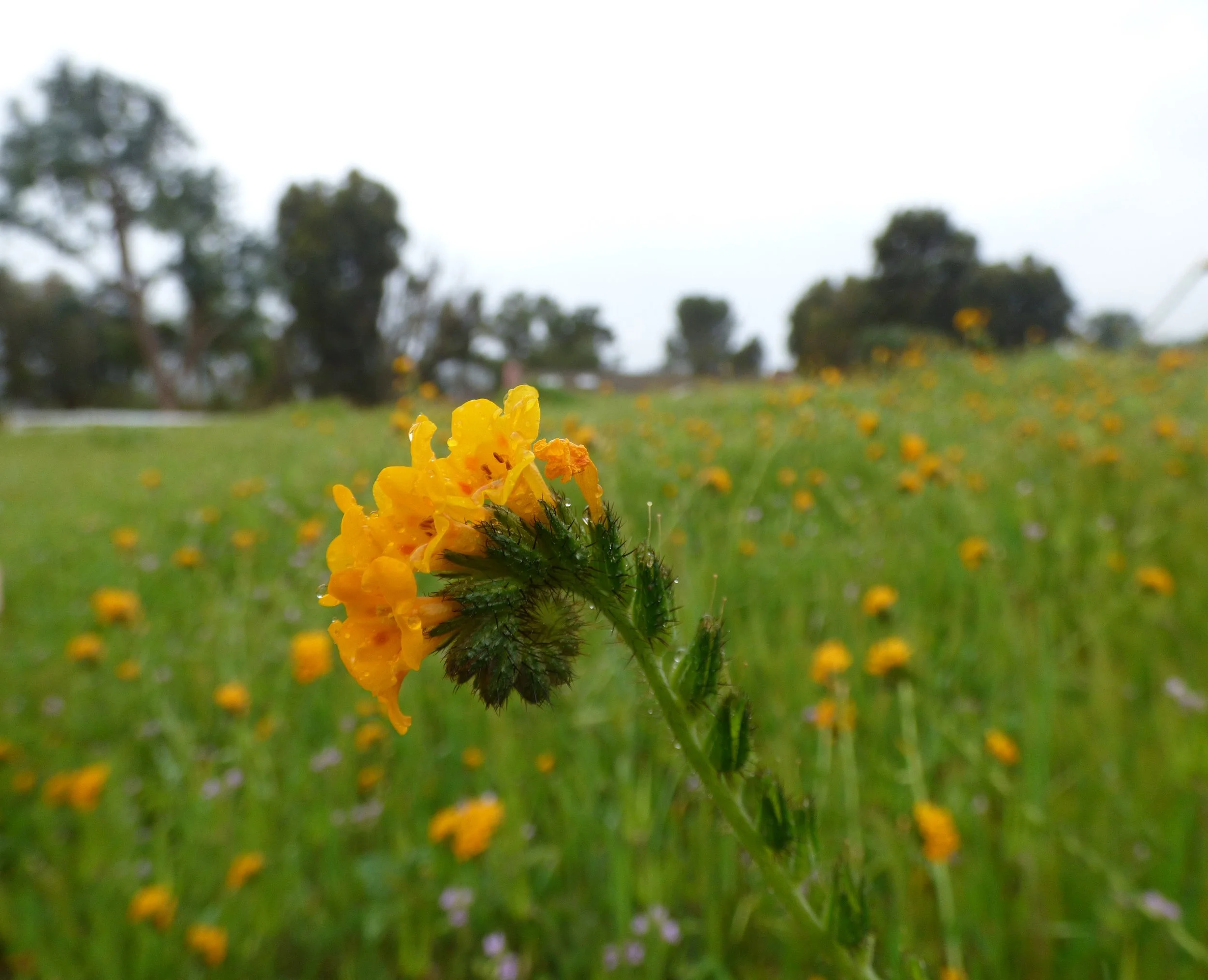 May 2024 Event Schedule for Palos Verdes Peninsula Land Conservancy