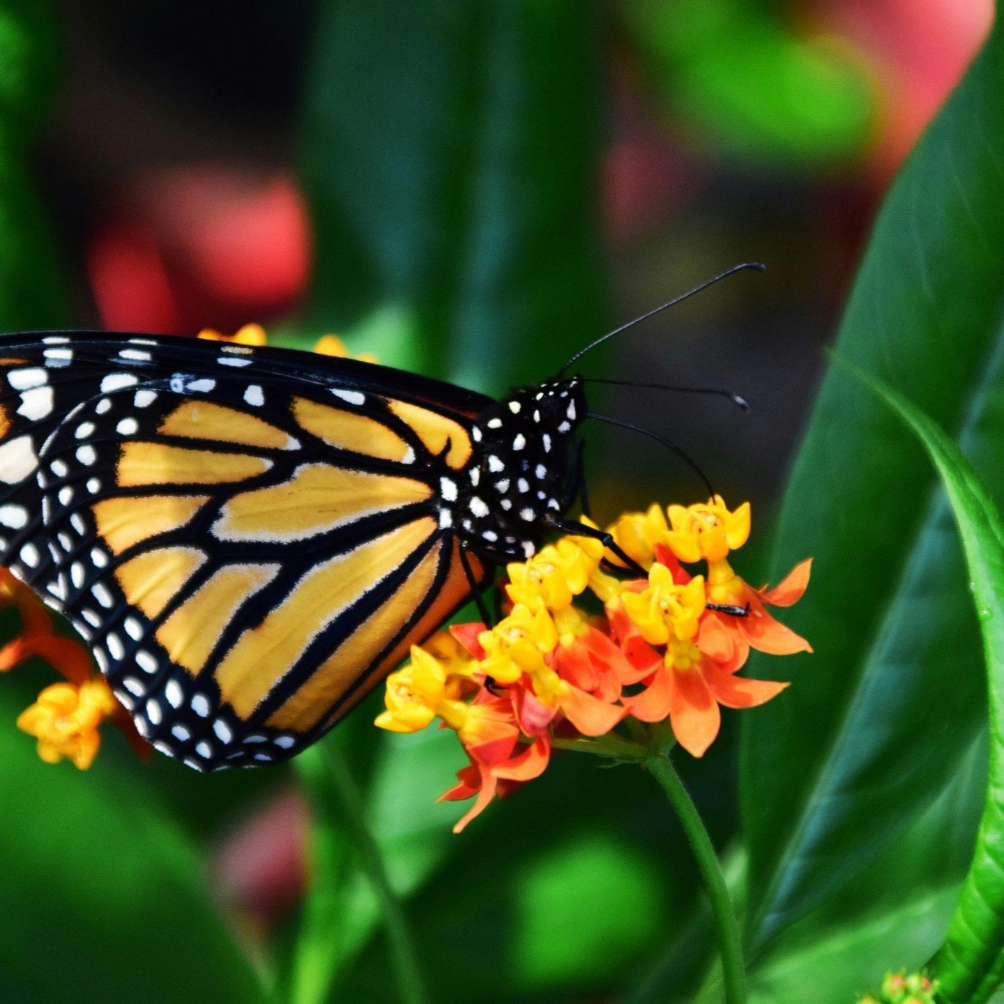 Celebrate National Start Seeing Monarchs Day! Raising a Toast to Our Winged Wonderful Butterflies! https://www.palosverdespulse.com/blog/monarchbutterfly#pv#palosverdes#peninsula#rancho#southbay#losangeles#california#nature#wildlife#openspaces#coasta