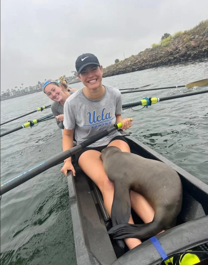 Meet Logan Hibbard The UCLA Rower Who Helped Save A Malnourished Sea Lion Pup By Writer and Contributor Amy Bergant