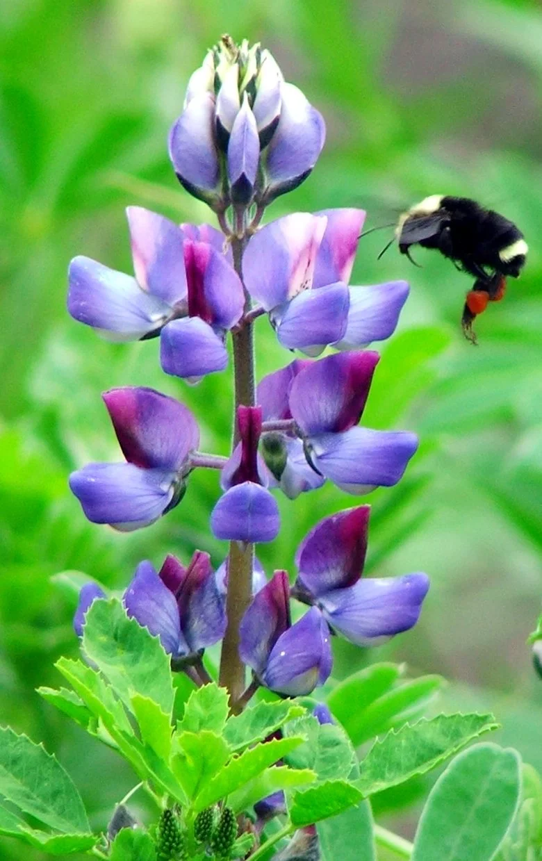 September 2024 Event Schedule for Palos Verdes Peninsula Land Conservancy