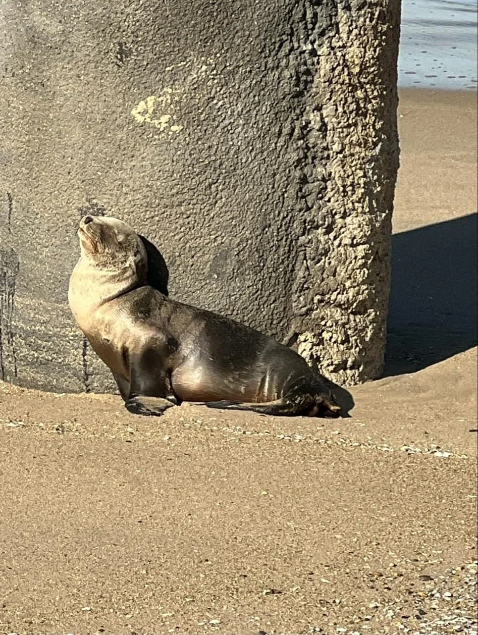 Volunteer Jacquelyne May Shares Beauty of Marine Mammal Care Center By Writer and Contributor Emily McGinn