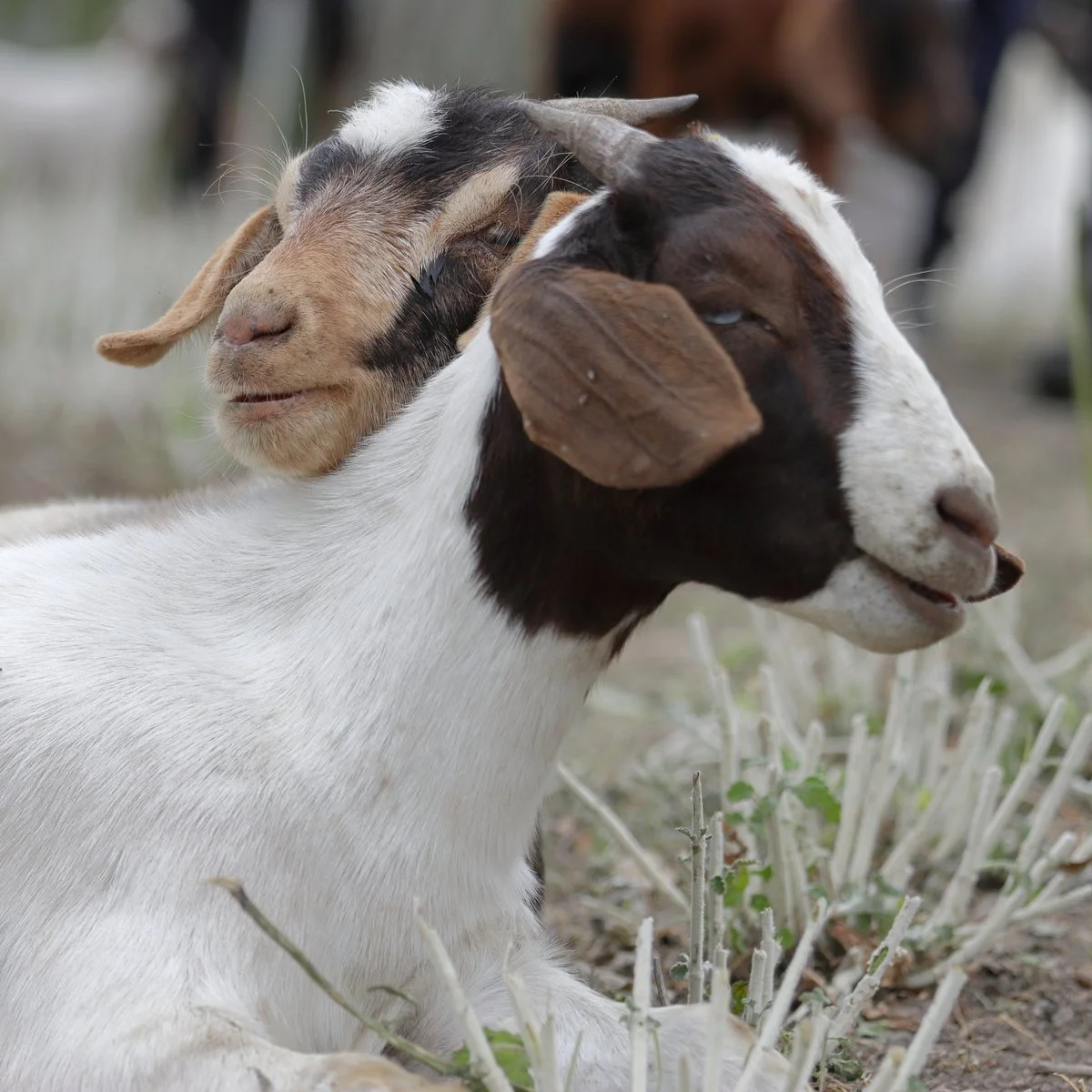 Adopt-a-Goat: Restoring the Peninsula, One Bite at a Time By Louise Olfarnes-Digby Manager of Communications, Palos Verdes Peninsula Land Conservancy
