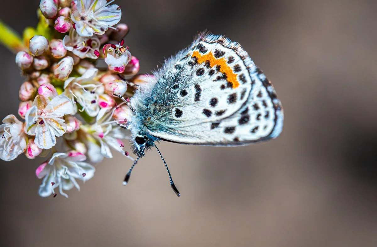 A Special South Bay Butterfly By Writer and Contributor Mary Simun