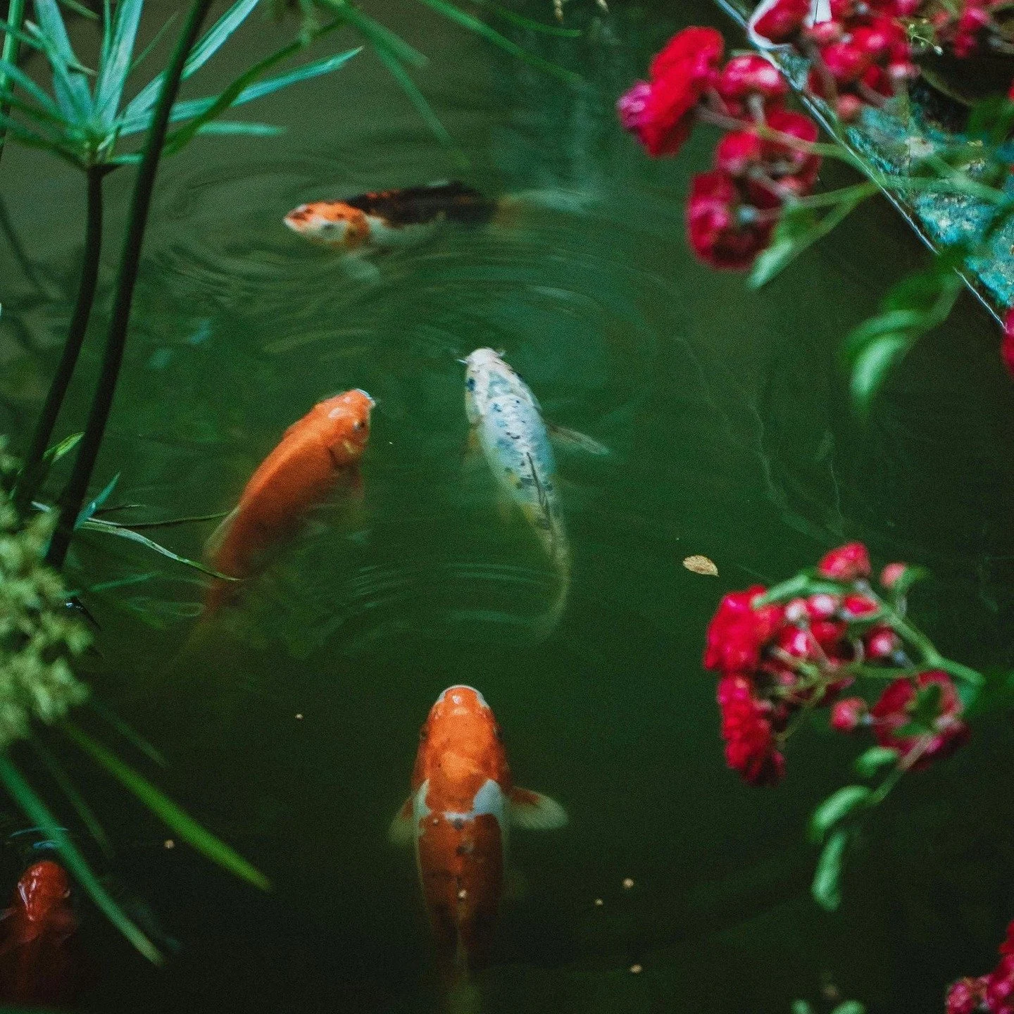 Feng Shui Your Way with Koi Joy in Your Own Backyard. Nature Beckons. https://www.palosverdespulse.com/blog/koipondsofpv
#pv #pvp #peninsula #pen&iacute;nsula #southbay #southbaylife #southbayla #coastal #coastalliving #coastaldecor #fengshui #harmon