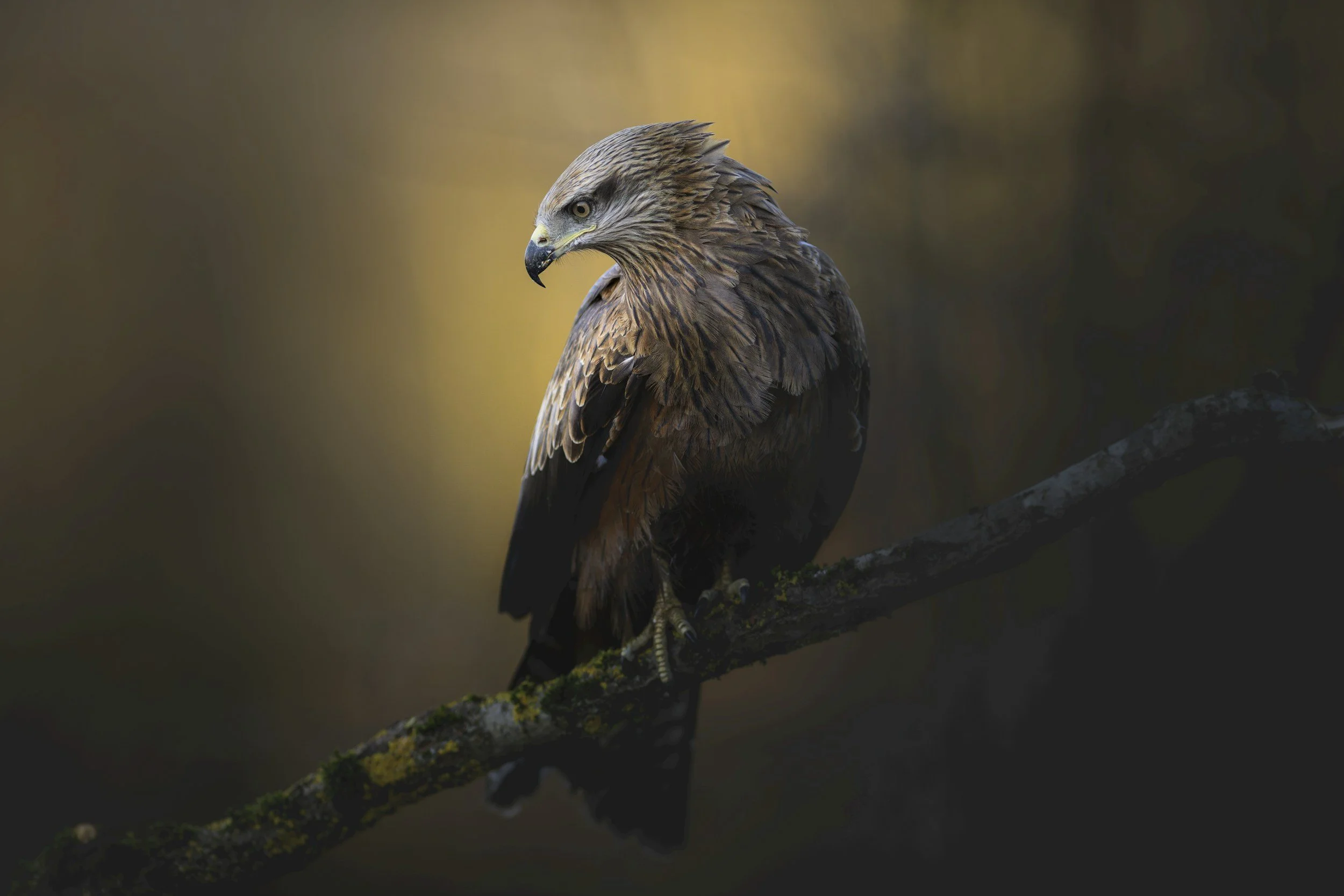 Eyes on the Horizon: The Elegant Symbolism of Hawks