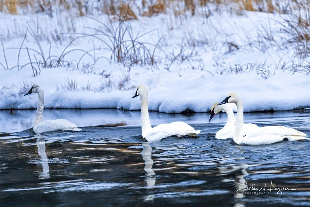 I Never Thought I Would See Yellowstone In Winter…Thankfully, I Was Wrong By Photographer and Contributor Don Hurzeler