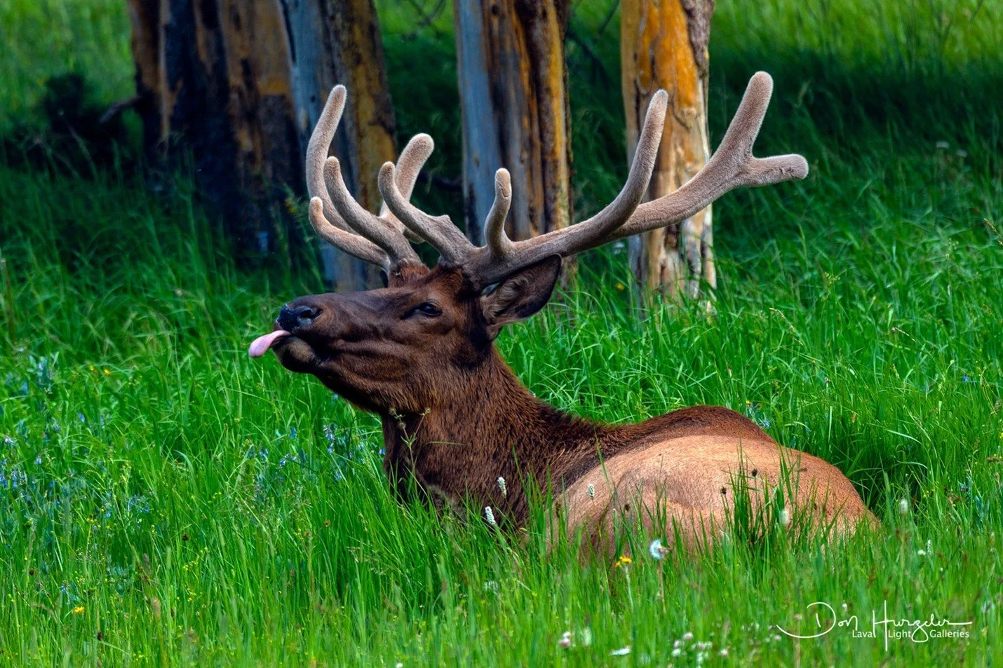 Everyone Has Been To Yellowstone National Park…But Not Like This By Photographer and Contributor Don Hurzeler