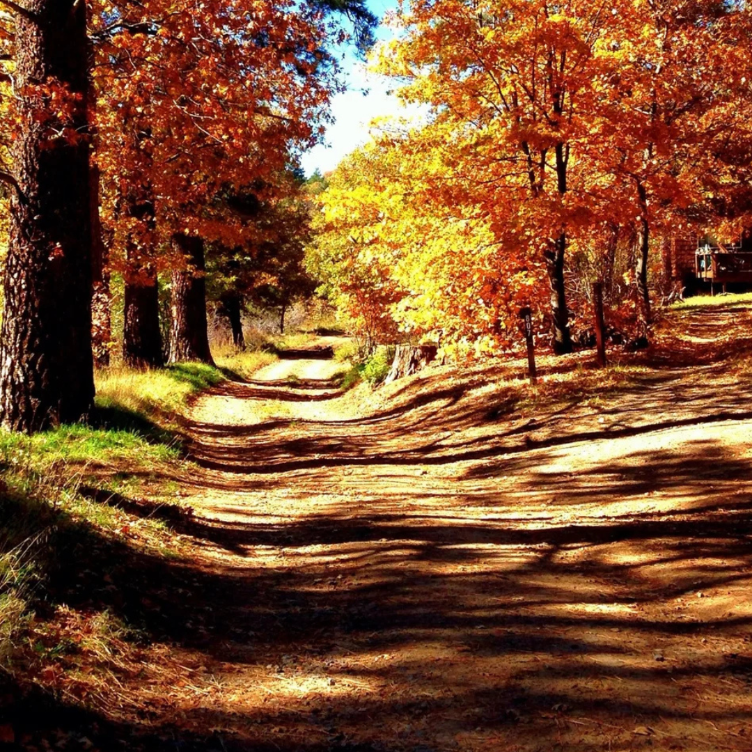 Where to See Fall Foliage in Southern California — Palos Verdes Pulse