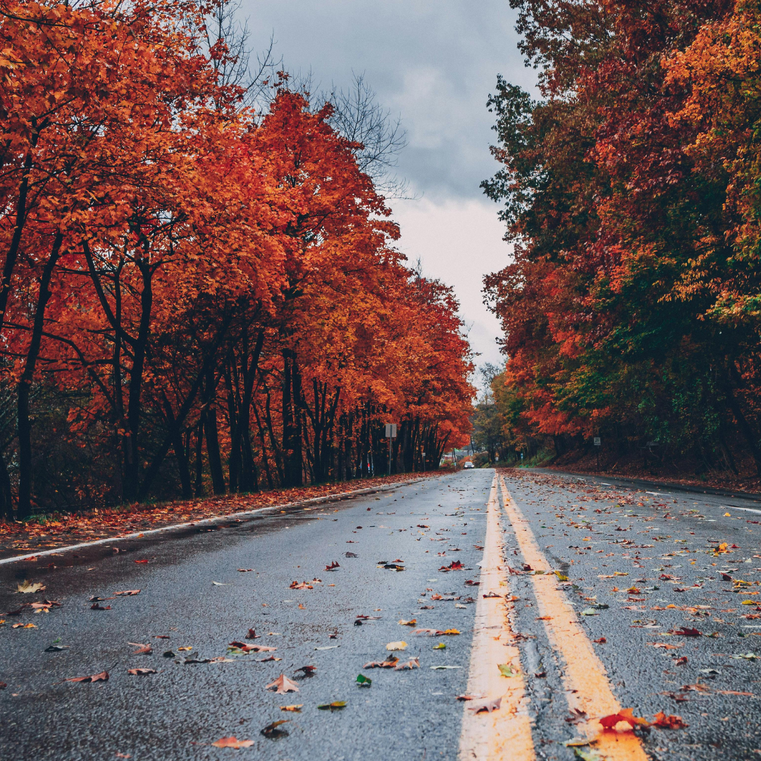 Where to See Fall Foliage in Southern California — Palos Verdes Pulse