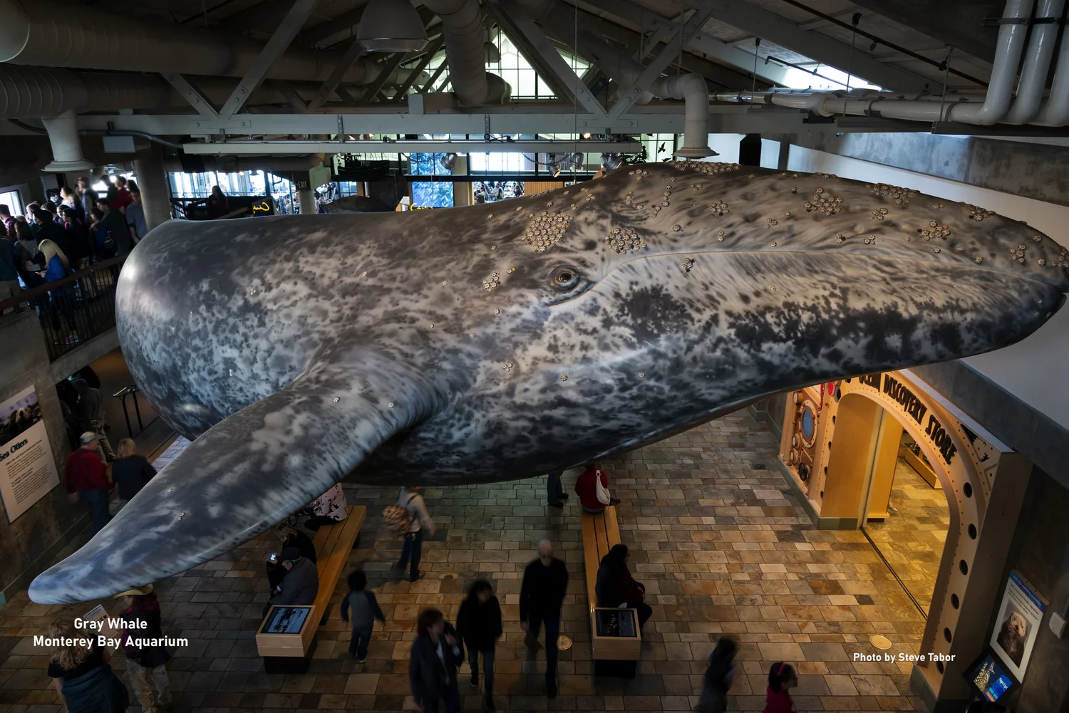 Whale of a Day is On it's Way Taking a Break from the Norm The Gray