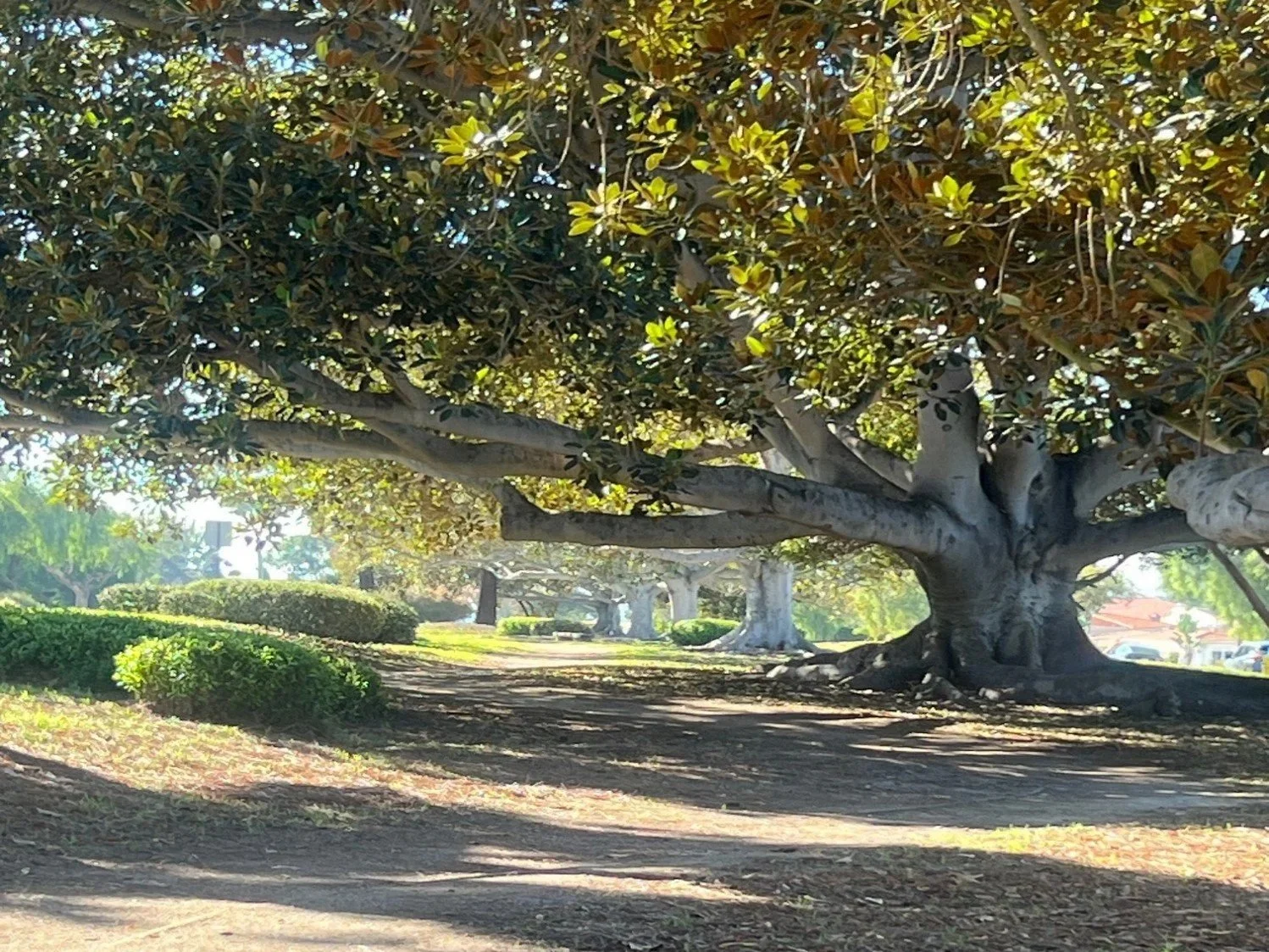 Arboreal Splendor: Experience PVE’s Ancient Moreton Bay Fig Trees By Writer and Contributor NJ Jaeger