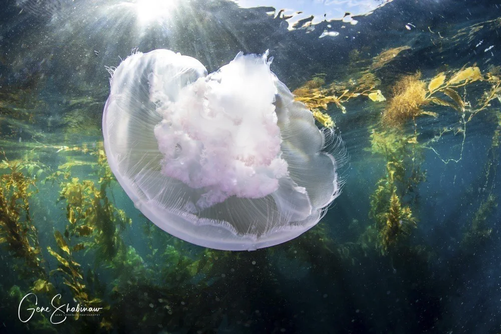 Jellyfish More Than Just a Sting, Unveiling the Secrets of
