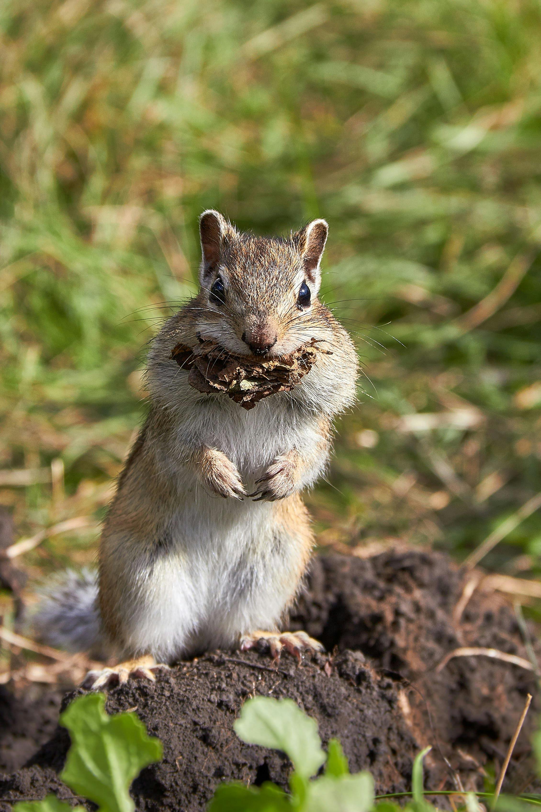 Squirrels: Tiny Tricksters With Big Symbolism — Palos Verdes Pulse