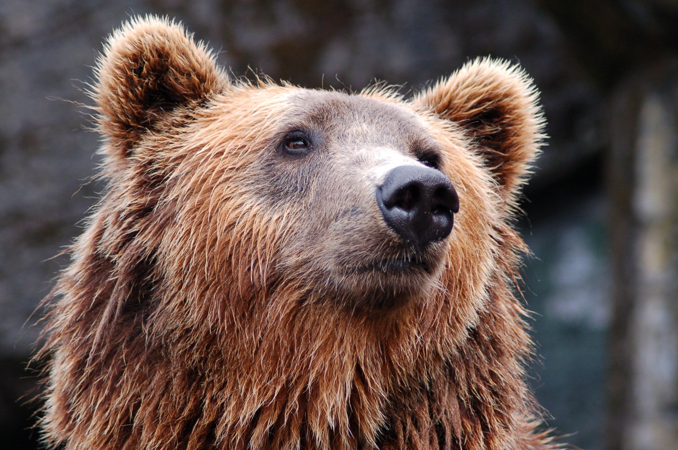 Bear - Meaning and Symbolism of Spirit Animal - Spirit Animals