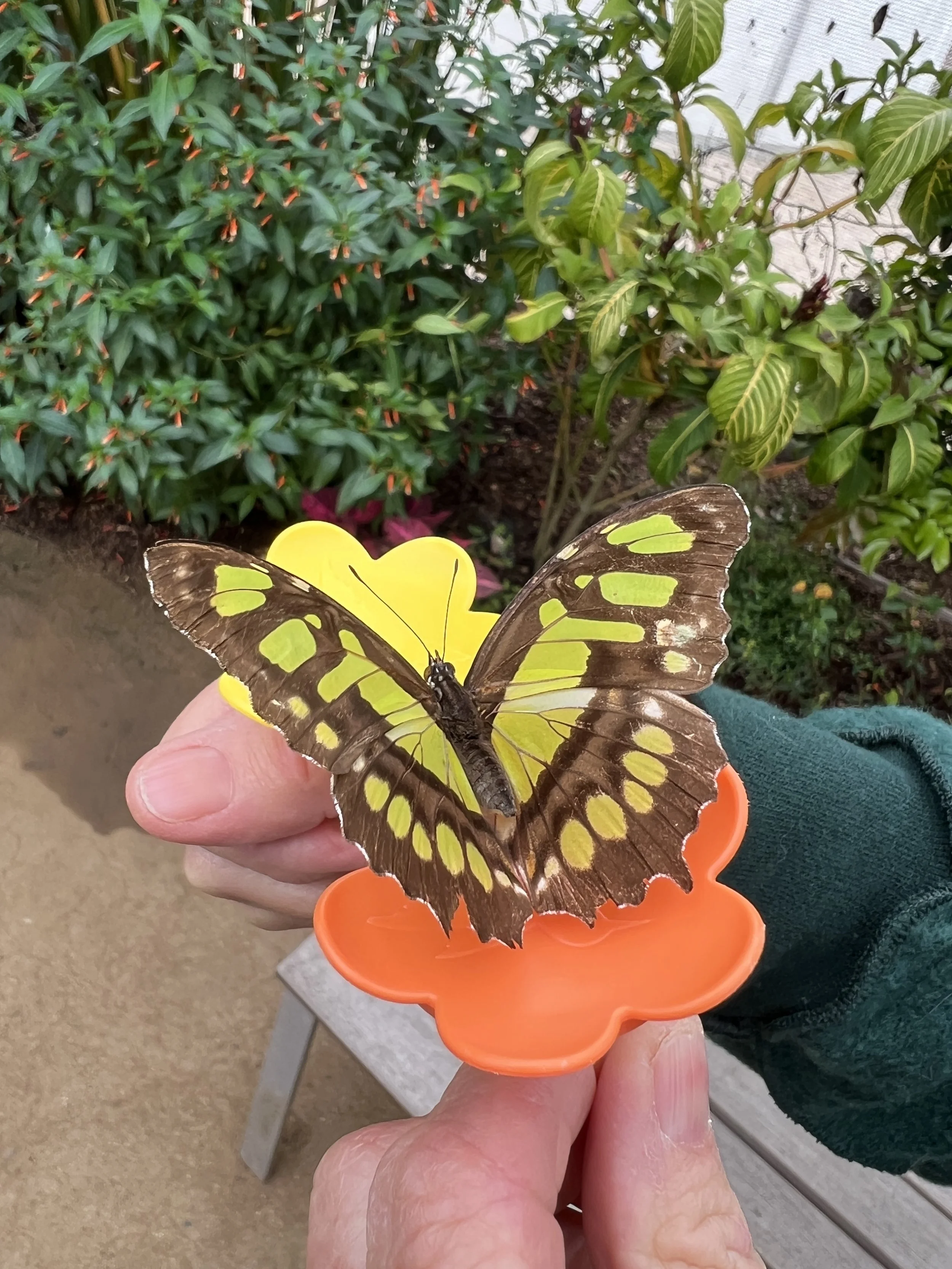 The Symbolism of Butterflies Transcendence and Transformation and More