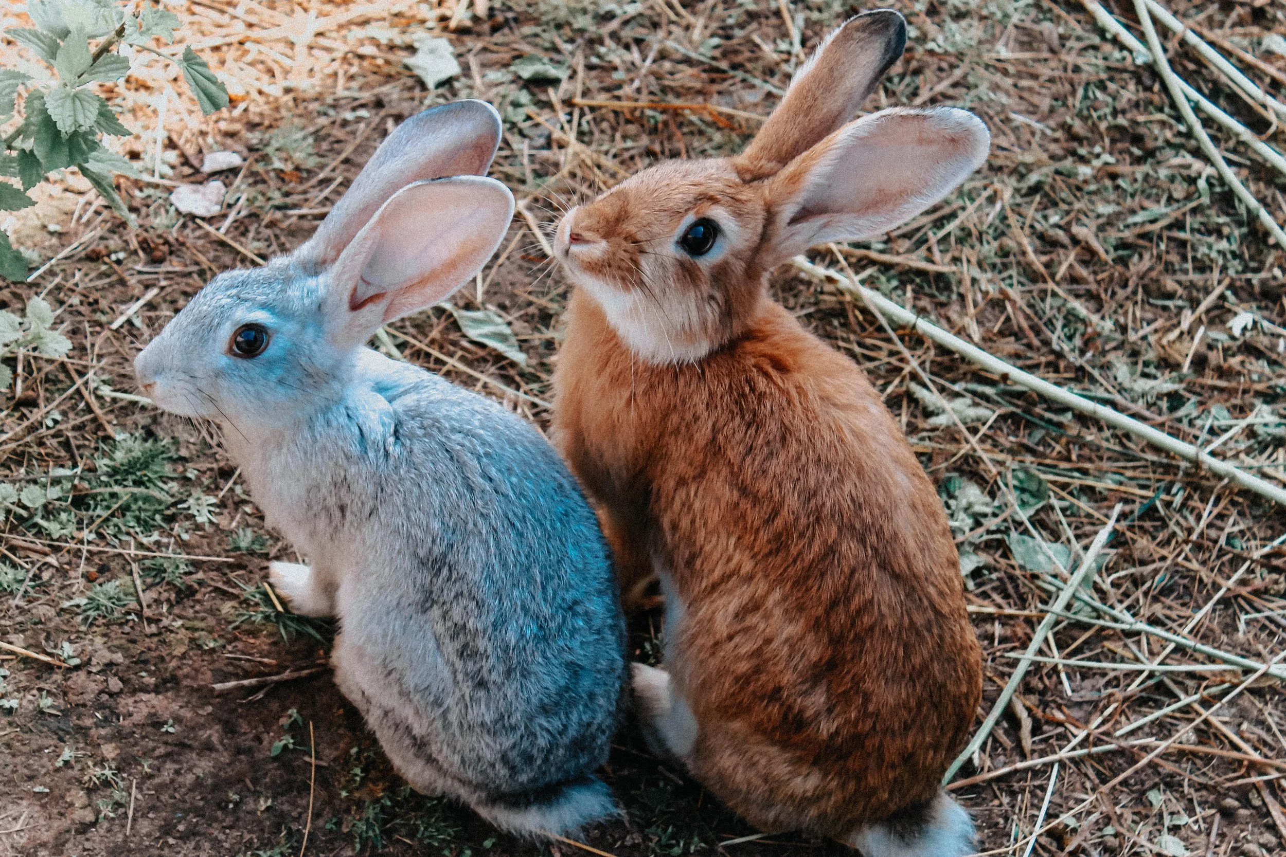 A Comprehensive Guide to Rabbit Symbolism Everything You Need to Know