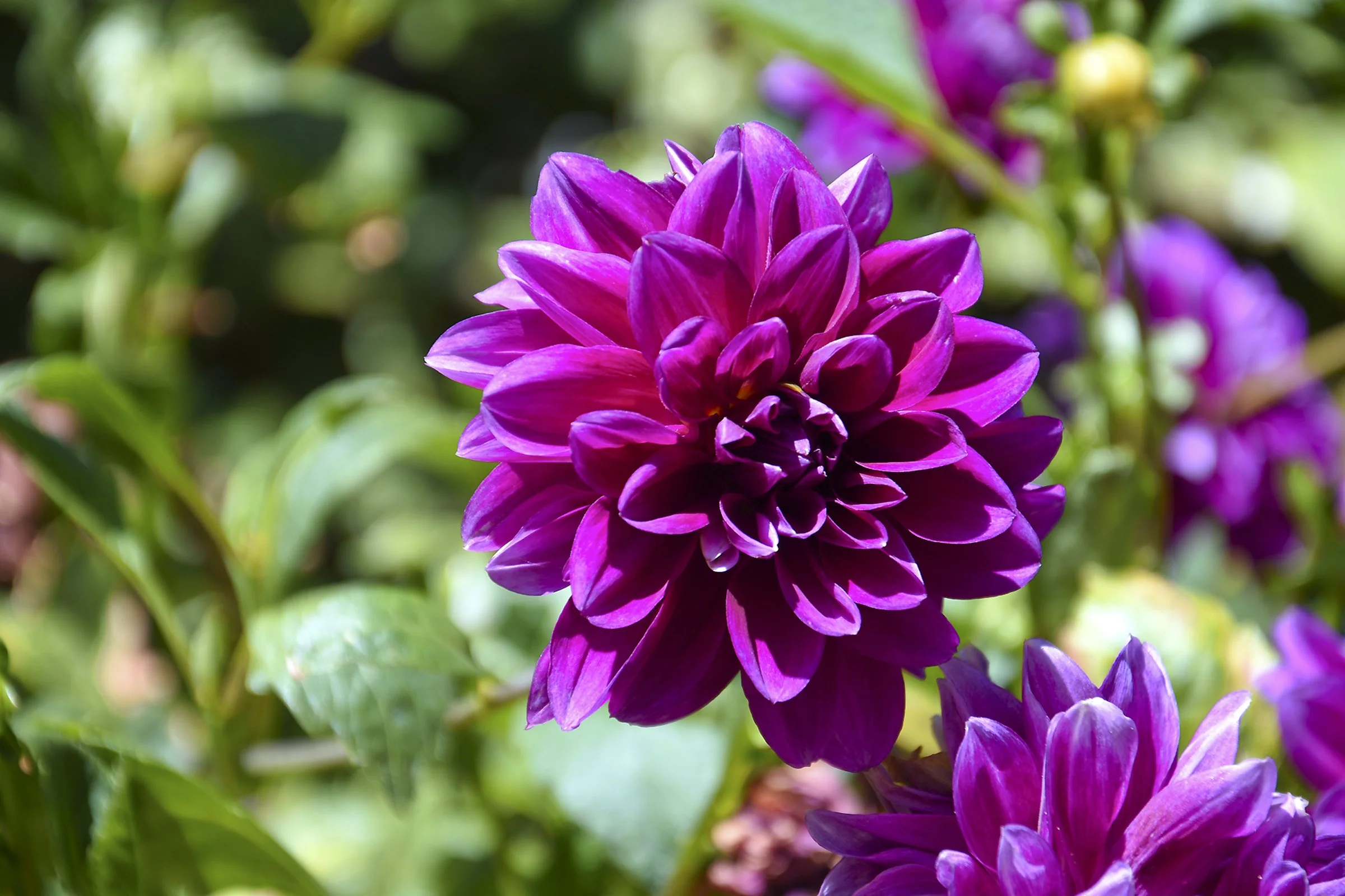 The Magic of Flowers Why Flowers Make Us Happy By Photographer